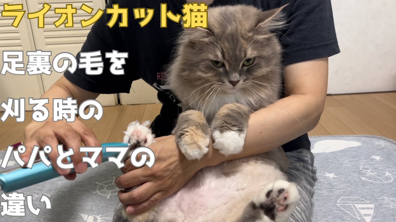 ライオンカット猫の足裏の毛を刈る時のパパとママの違い