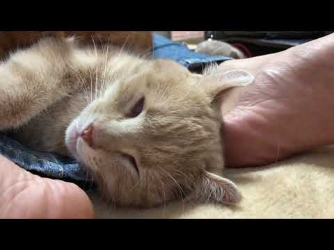 【アメリカンカール】謎の音　#睡眠　#猫