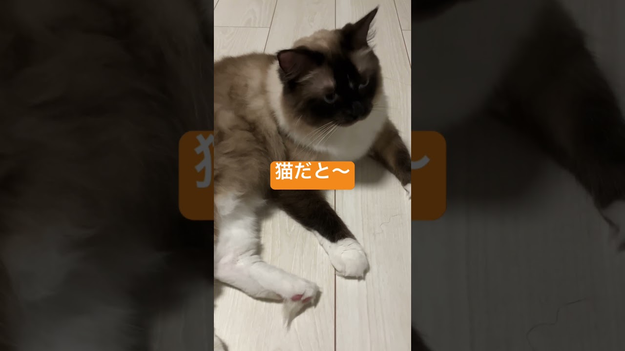 ラグドールのたぬきみたいな猫 #cat #かわゆい #猫のいる暮らし #かわい #ねこ #short #かわいんこ #voiceeffects #可愛いcute #catlover #shorts