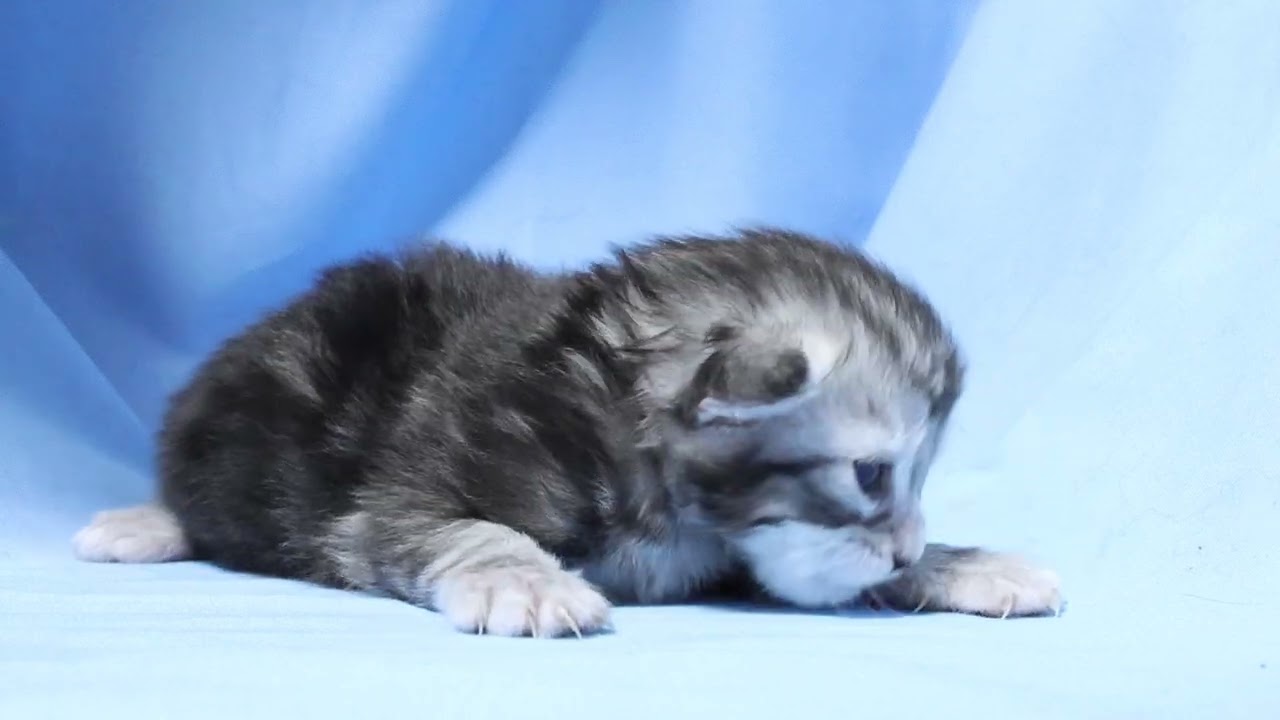 シルバーのメインクーン子猫マーゴちゃん