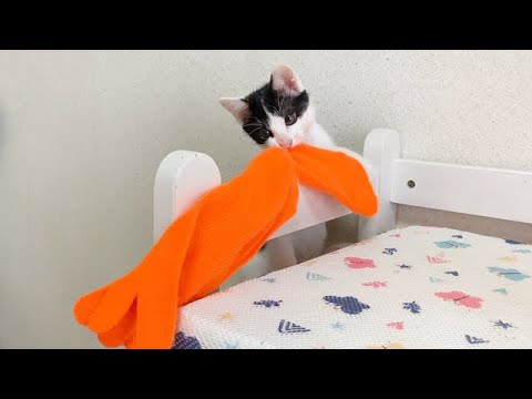 【爆笑】靴下を奪い逃げ回る子猫