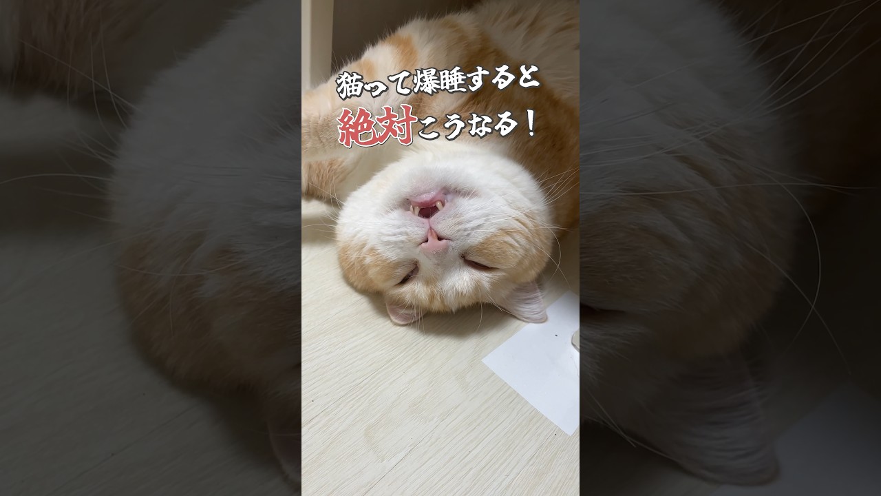 #cat #猫 #猫動画 #ねこ #猫あるある #可愛い猫 #おもしろい猫 #スコティッシュフォールド