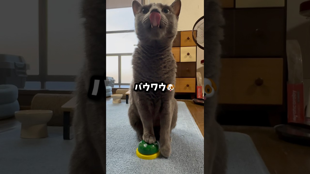 【ロシアンブルー】めろん8月最初のベル押し🛎️最後アメリカンね🤭【猫】#shorts