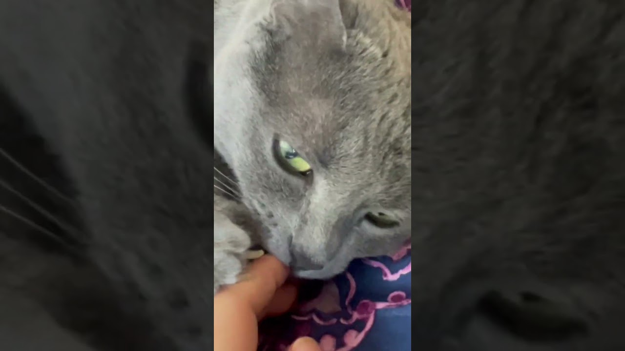 You are lucky hooman