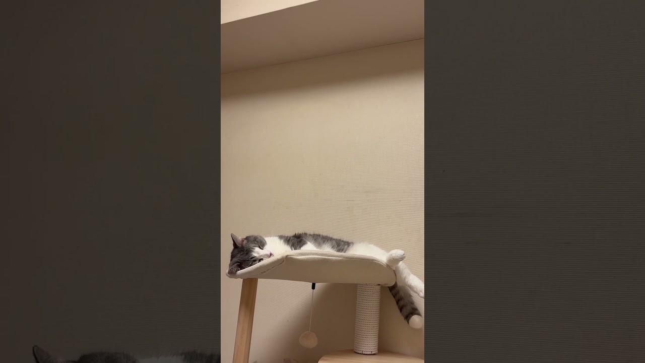 猫と一緒にダラダラできる動画はこちらです #shorts