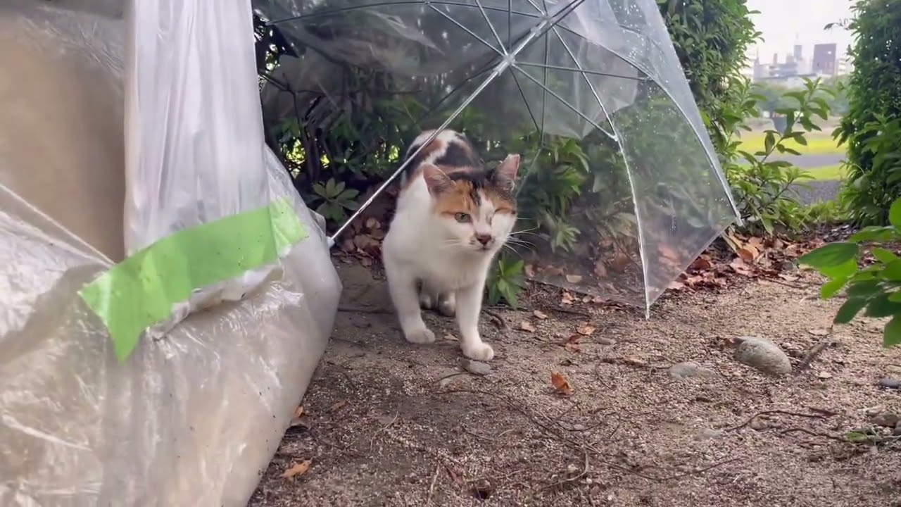 涼んでたみぃ〜ちゃんが出て来る…。#catlover
