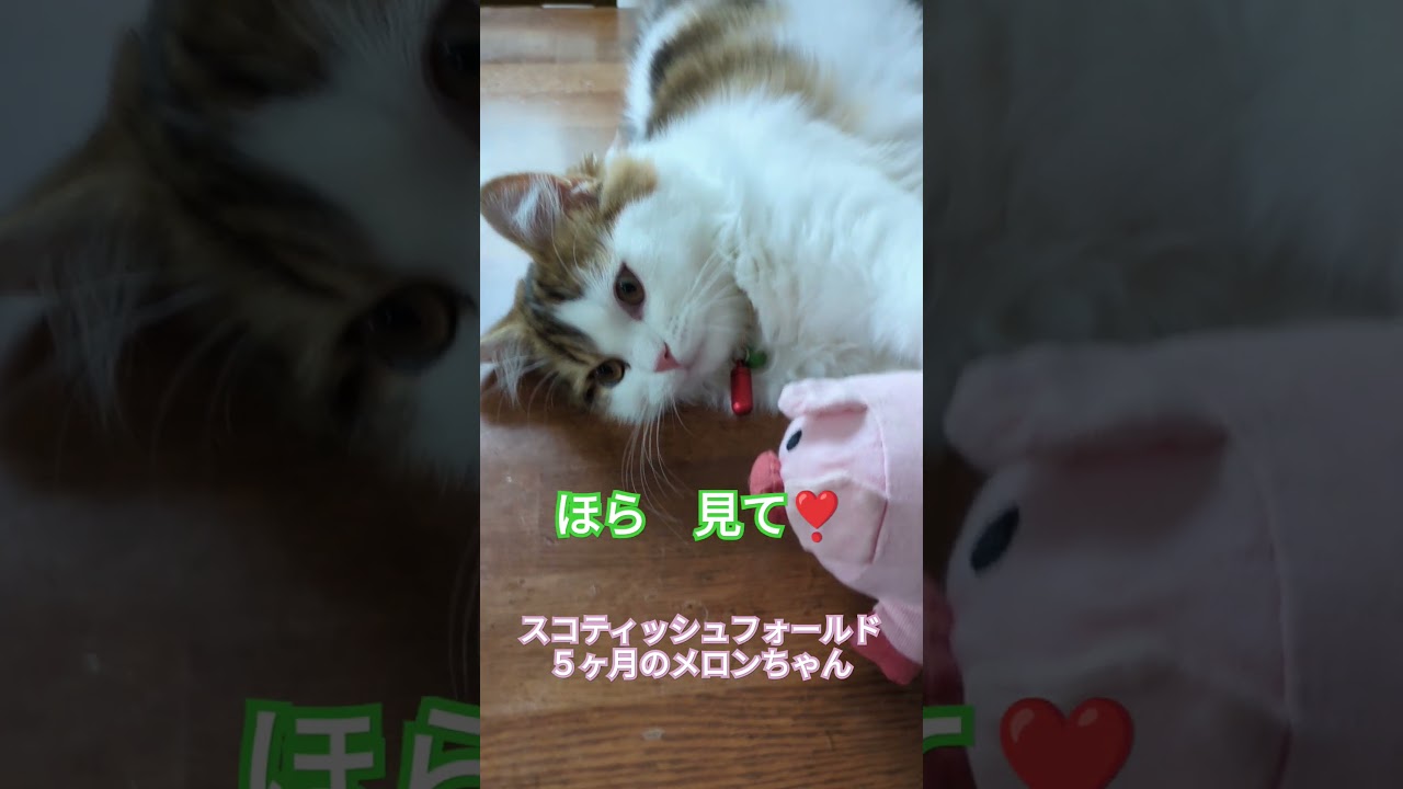 猫だと言うけど…ほら見て#shorts #スコティッシュフォールド子猫 #みんなが猫だと言うけど……ほら見て #cat #猫のいる暮らし