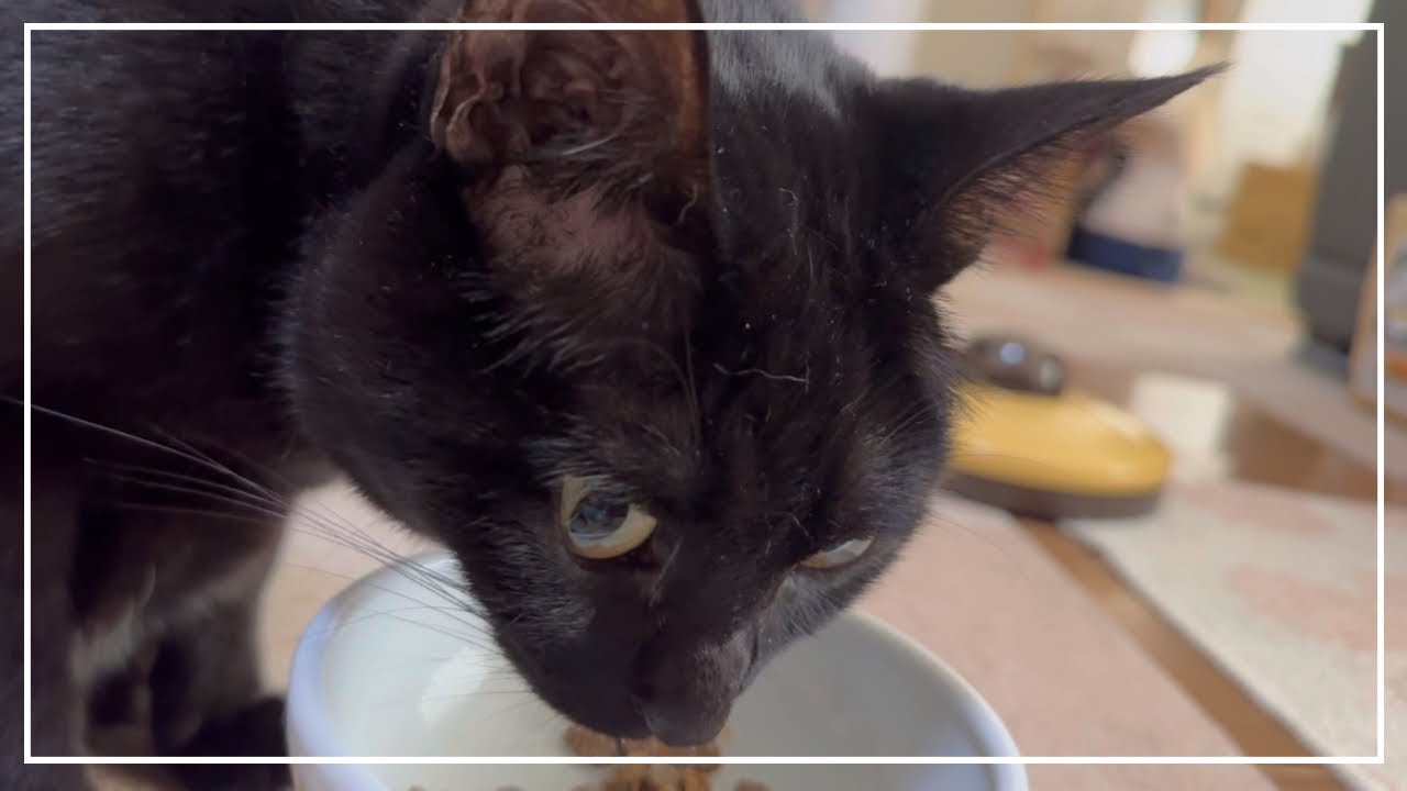 可愛い黒猫のすずちゃんとロシアンブルーのノアちゃん。