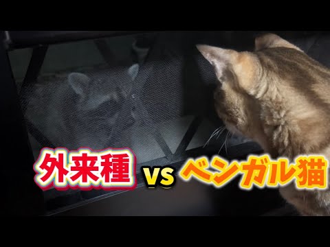 [外来種]ベンガル猫がしつこい野生動物を撃退Bengal cat wards off pesky raccoons