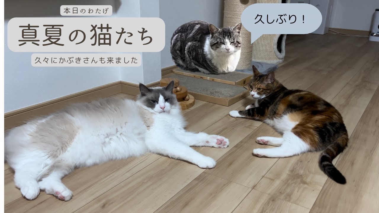【ラグドールのわたげ】真夏の猫たち