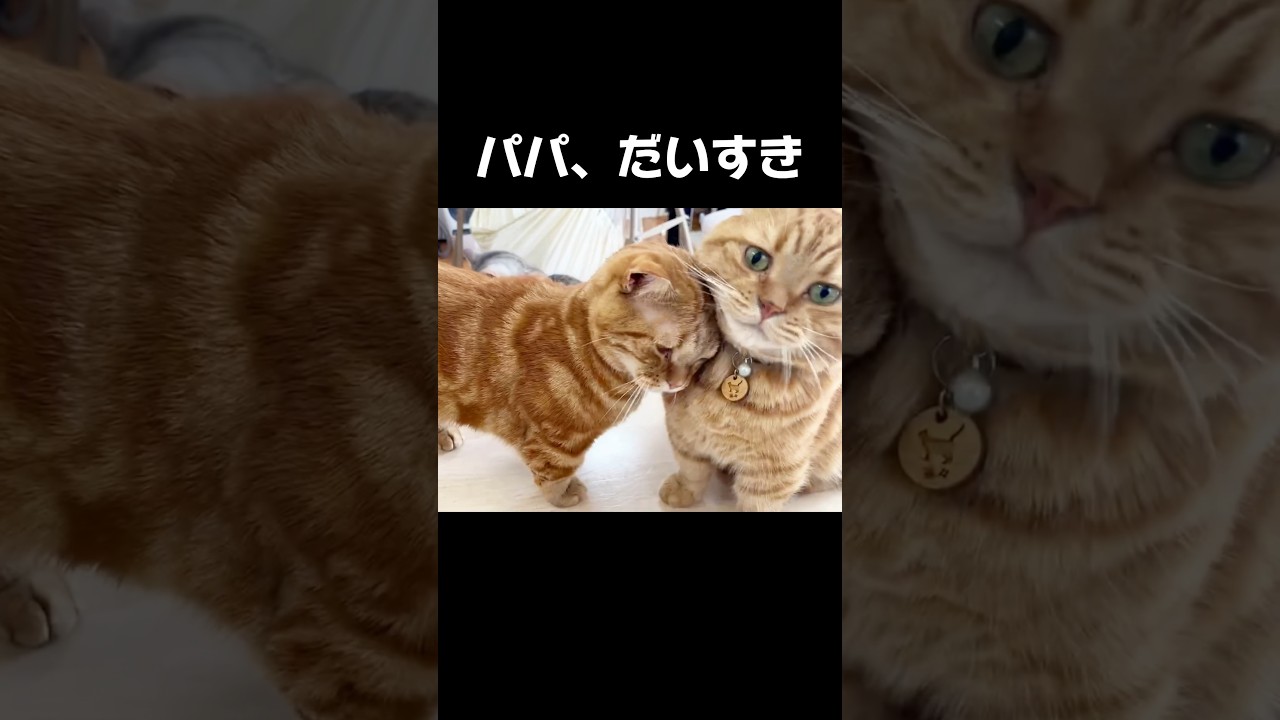 息子に慕われてるパパ猫の反応が...！ #猫 #マンチカン #shorts