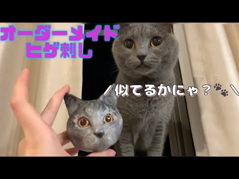 【シャルトリュー】猫のヒゲ刺し購入品レビュー🐱