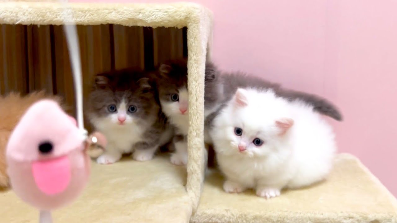 【マンチカンの子猫】最後のネズミ君で子猫達と遊んでみた件 ～猫のいる生活Vol.999～出産動画 マンチカン短足・ミヌエット・ペルシャ猫専門ブリーダー『ペット蔵人』【子猫の成長記録】