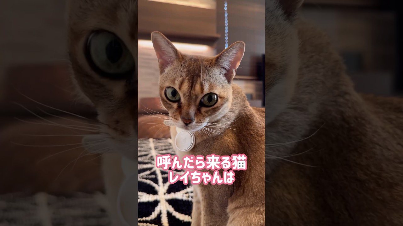 ひなたぼっこしながら毛づくろいするレイちゃん #シンガプーラ #cat #shorts