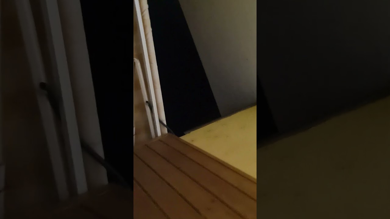 Maine Coon in Azione: Mike e Mendy alla Caccia dei Pipistrelli! #mainecoon #shorts