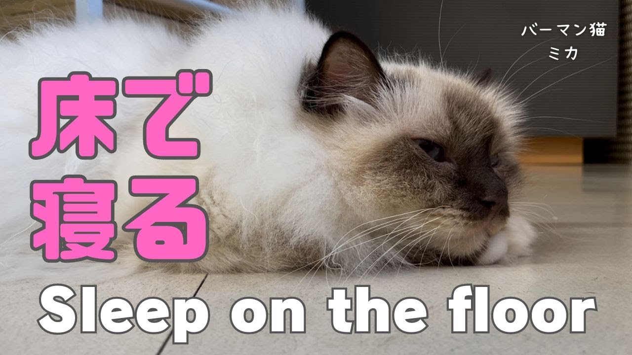 バーマン猫ラフとミカ【床で寝る】Sleep on the floor（バーマン猫）Birman/Cat