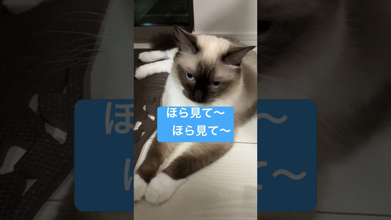 ラグドールのたぬきみたいな猫の女の子 #cat #かわゆい #猫のいる暮らし #かわい #ねこ #short #かわいんこ #voiceeffects #可愛いcute #shorts #shortv