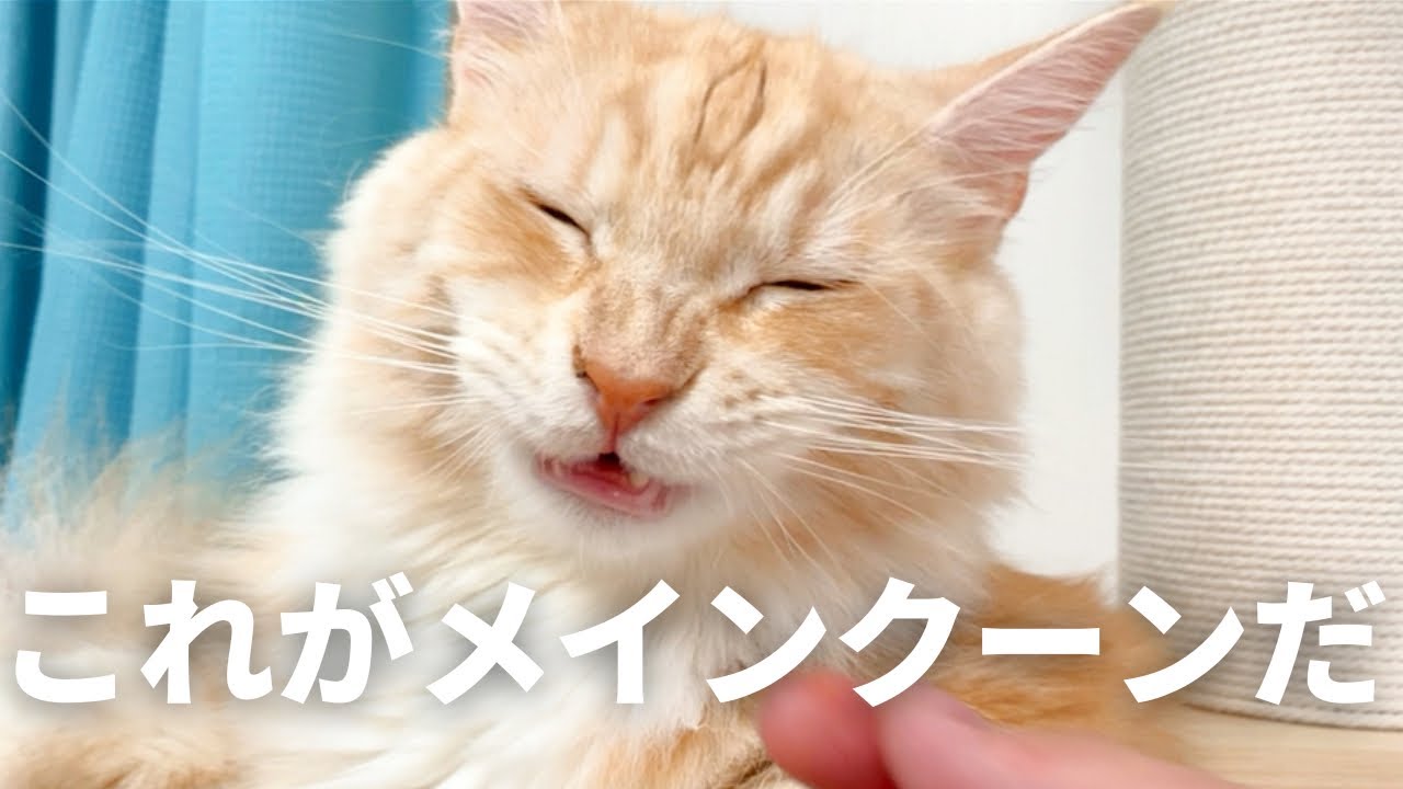 これが大型猫メインクーンです。久しぶりのカリカリASMRをお届け♡