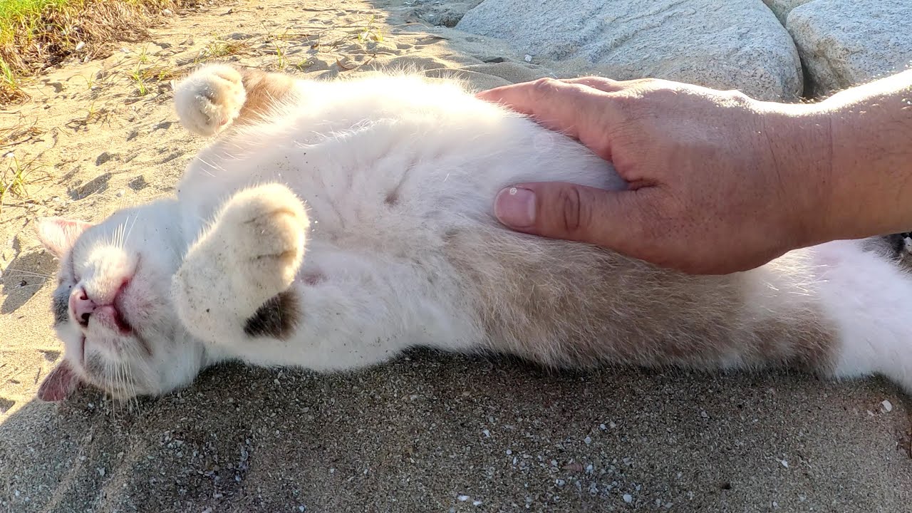 シャムミックス猫が砂浜に寝転んでお腹をモフらせてくれた