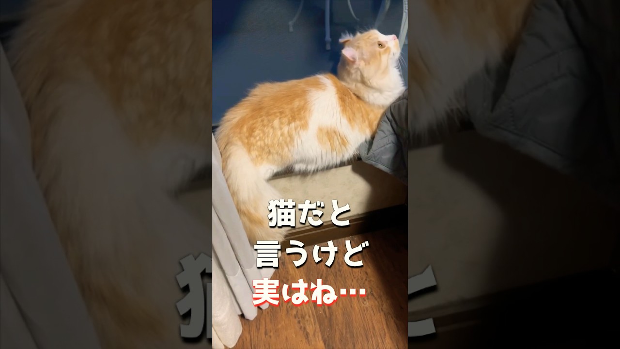 【キンカロー】ほら見て、猫だね。〜ふうver.〜【マンチカール】