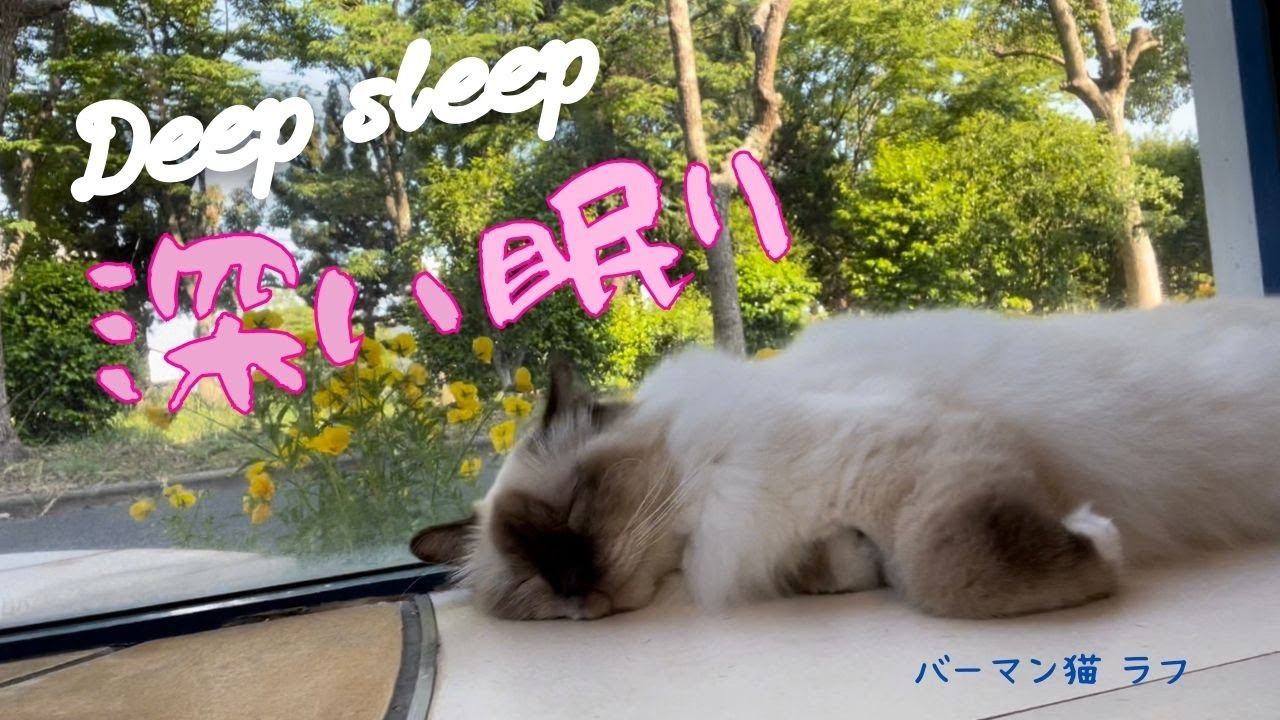 大きな窓の前でお昼寝バーマン猫ラフ【深い眠り】Deep sleep（バーマン猫）Birman/Cat