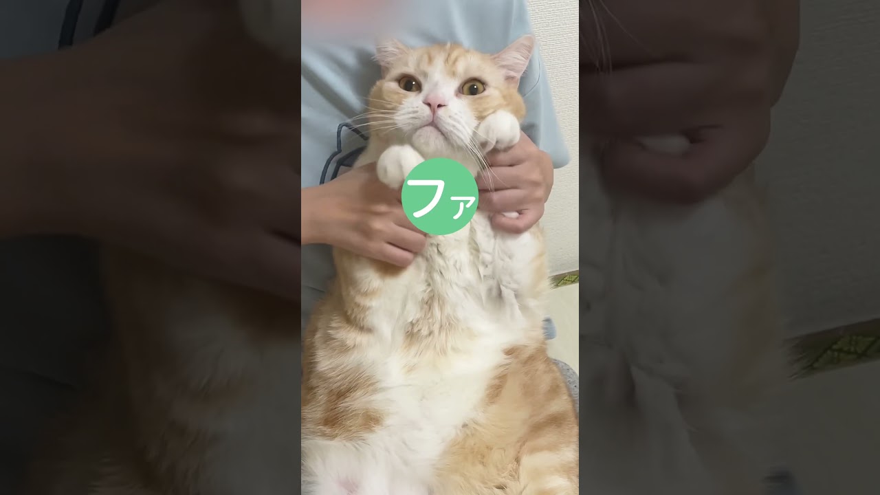 #cat #猫 #猫動画 #ねこ #猫あるある #可愛い猫 #おもしろい猫 #スコティッシュフォールド