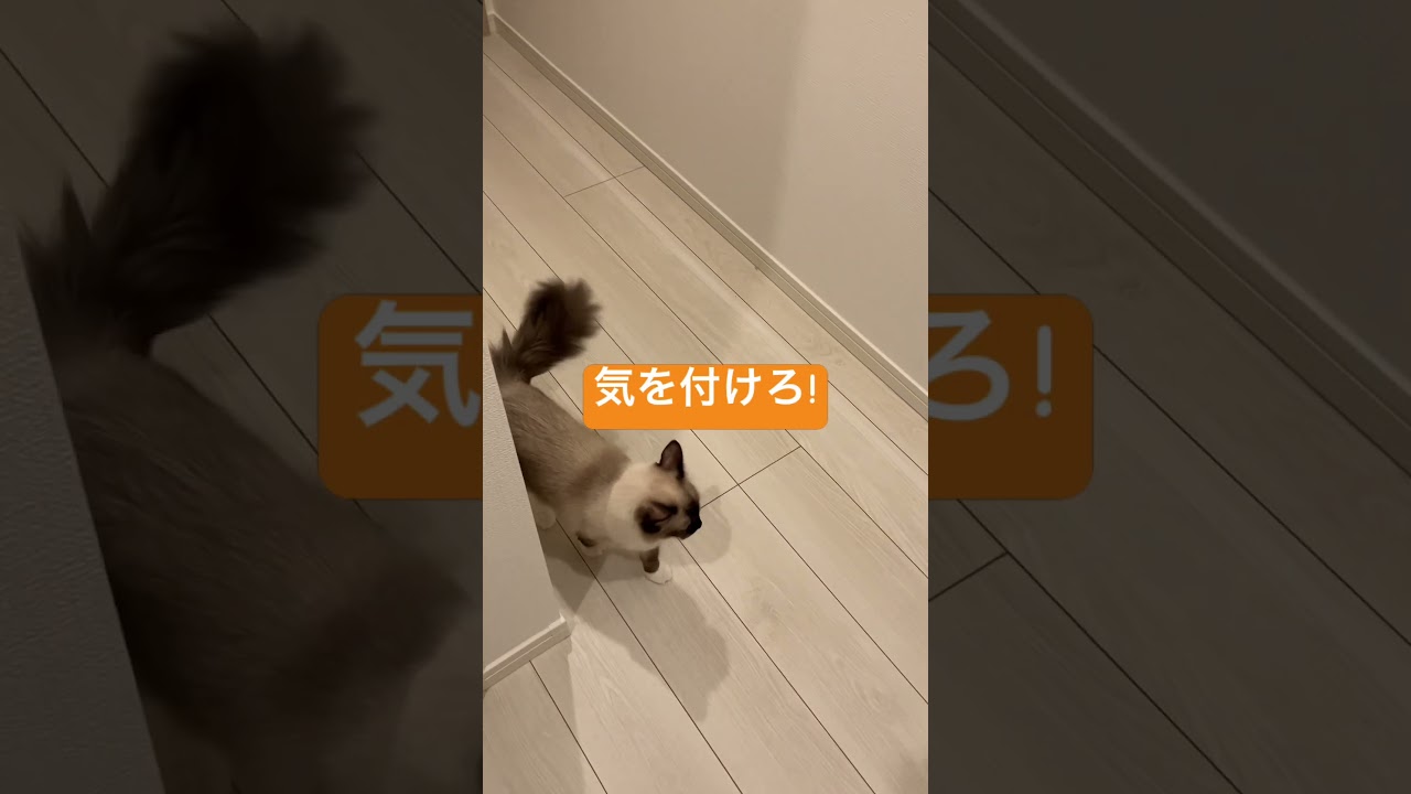 大事な話があるラグドールのたぬきみたいな猫達 #cat #猫のいる暮らし #ねこ #ネコ #kawaii #子猫 #munchkin #short #shorts