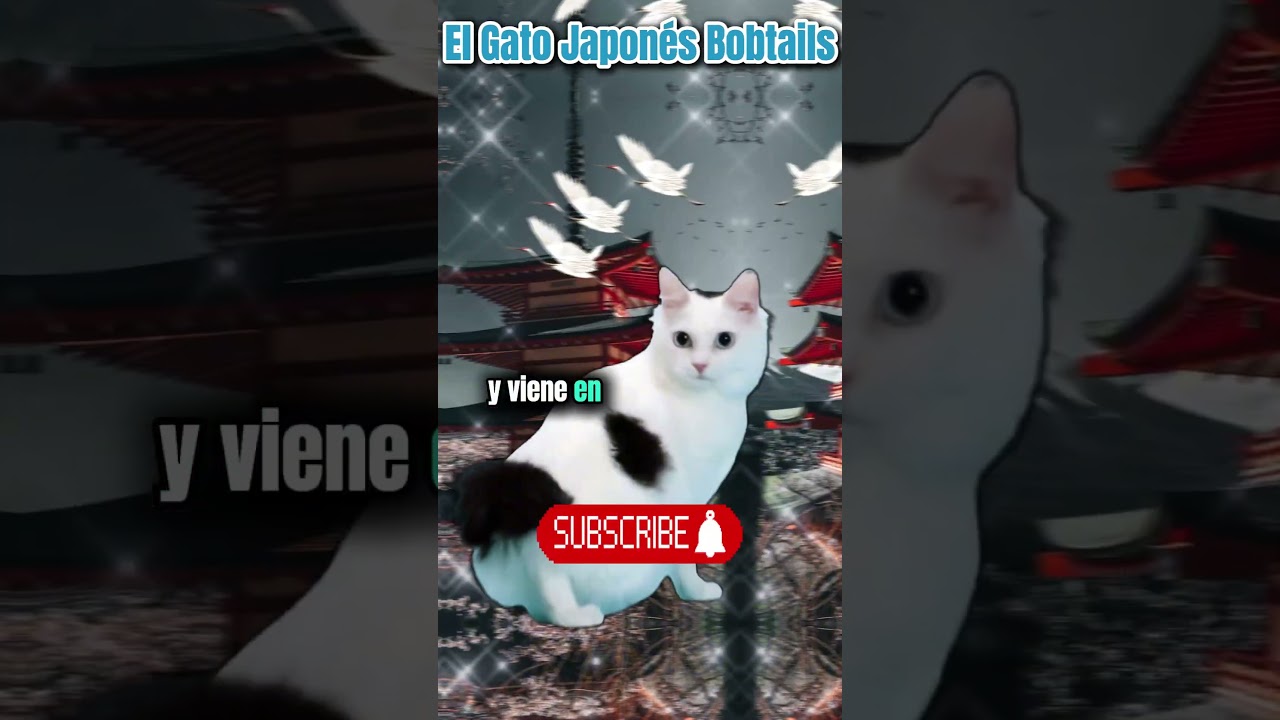 El Gato Japones Bobtail #gatos #datosinteresantes #tendencia #tiktok #datosincreíbles #datos #10k