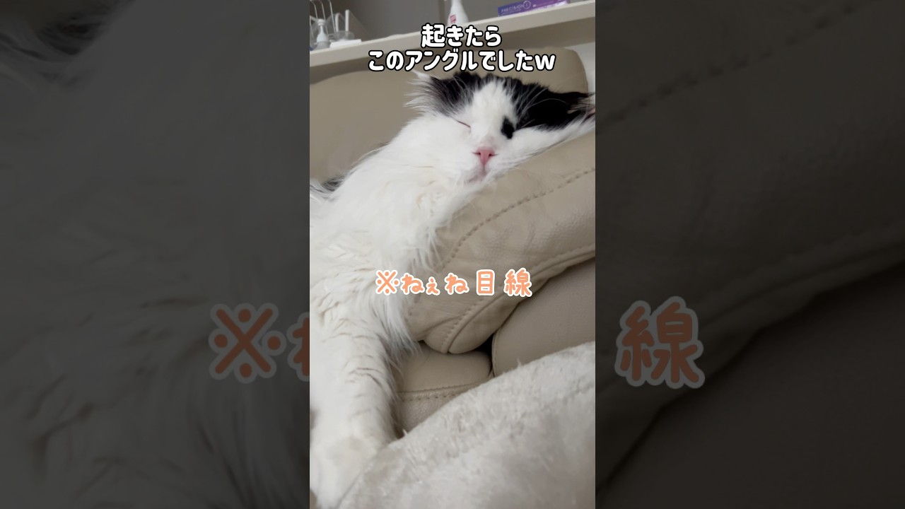 おじぃ一家のお昼寝タイム💤 #shorts #cat #ねこ #スコティッシュフォールド #scottishfold #シニア猫 #保護猫 #ハチワレ #猫のいる暮らし #猫動画