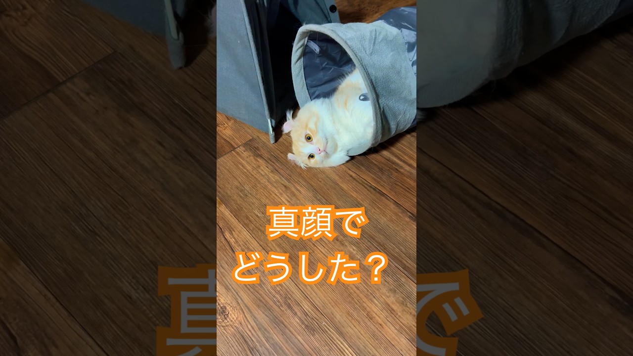 【キンカロー】頭だけ出して真顔になってる？毛玉【マンチカール】