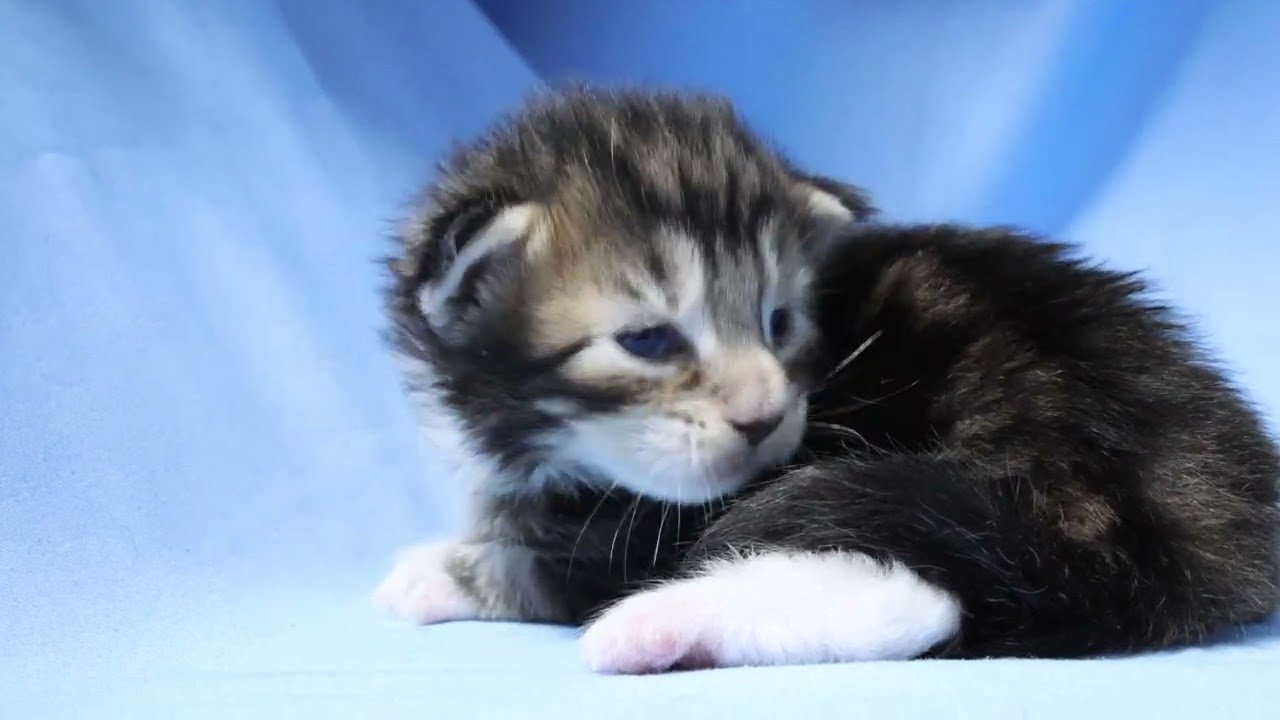 ブラウンのメインクーン子猫グルー君