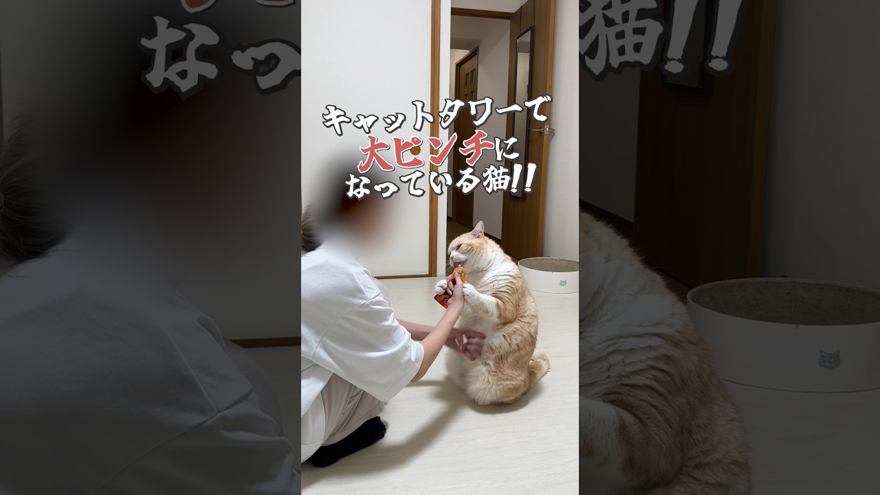 #cat #猫 #猫動画 #ねこ #猫あるある #可愛い猫 #おもしろい猫 #スコティッシュフォールド