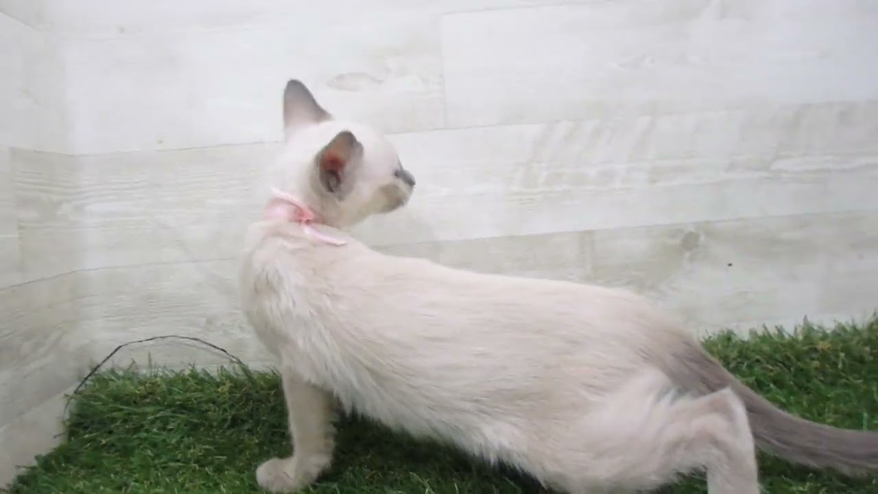 Coo&RIKU　No00686061 トンキニーズ