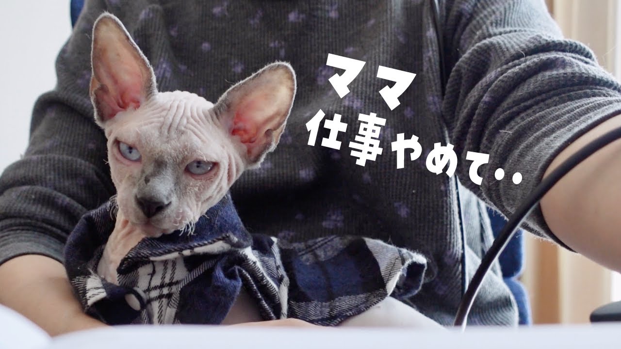 仕事中の私に可愛い鳴き声でグズる子猫【スフィンクス猫】