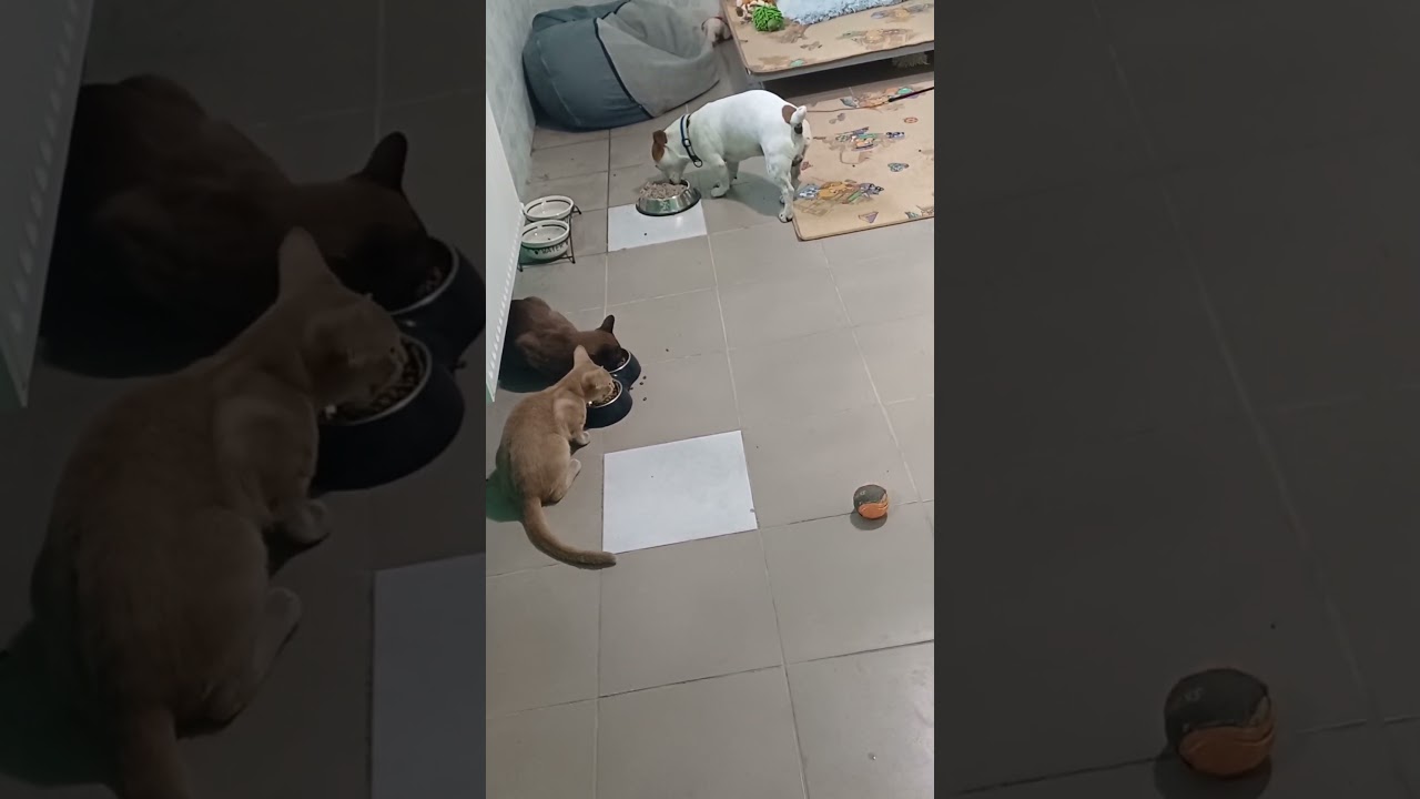🐶ЛАРСИК, ЛУЇ, БЕЙЛІС🐱 #short #shorts #готельдлякотів #готельдлясобаккиїв #перетримкакотівкиїв