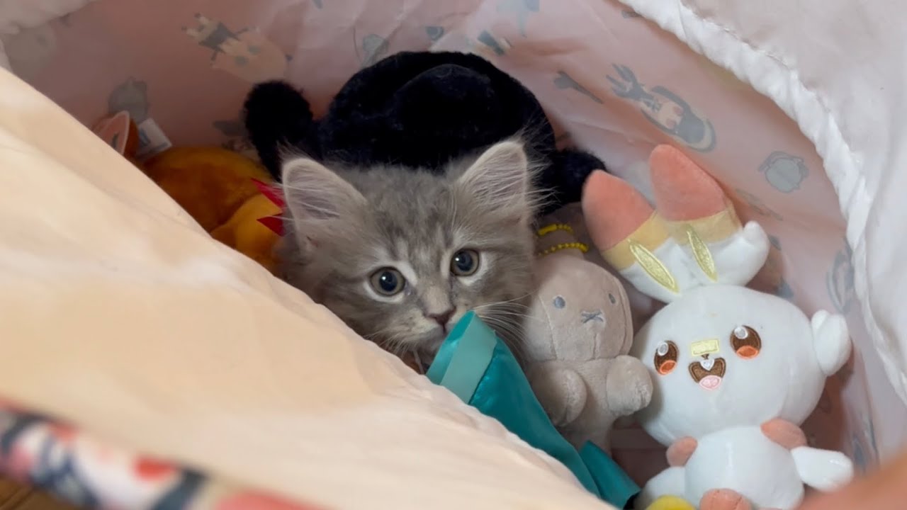 ぬいぐるみまみれになる猫　サイベリアン