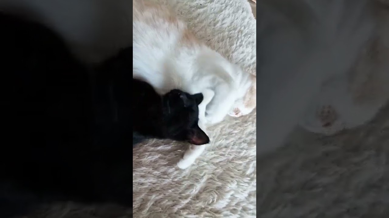 항상 붙어다니는 셋트네요 ㅎㅎ