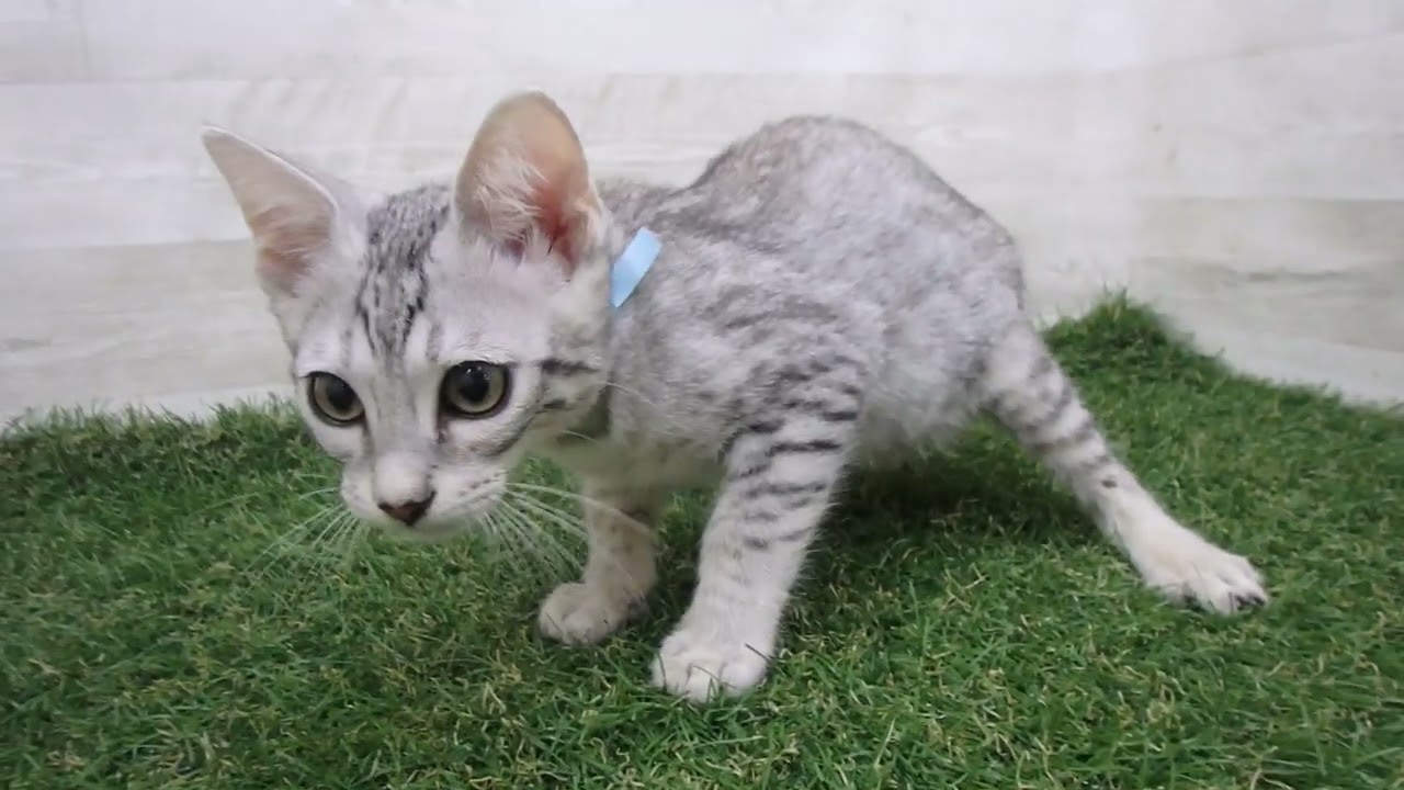 Coo&RIKU　No00686042 エジプシャンマウ