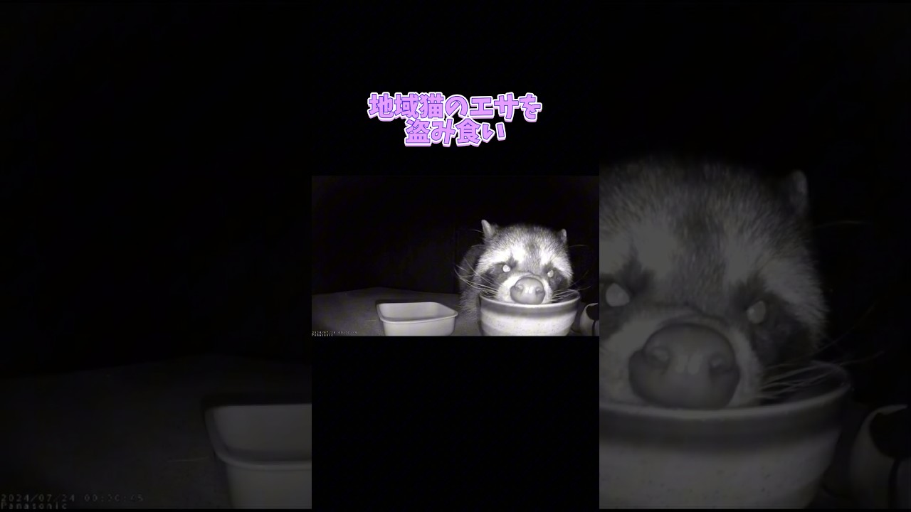 ベンガル猫がしつこいアライグマを撃退Bengal cat wards off pesky raccoons