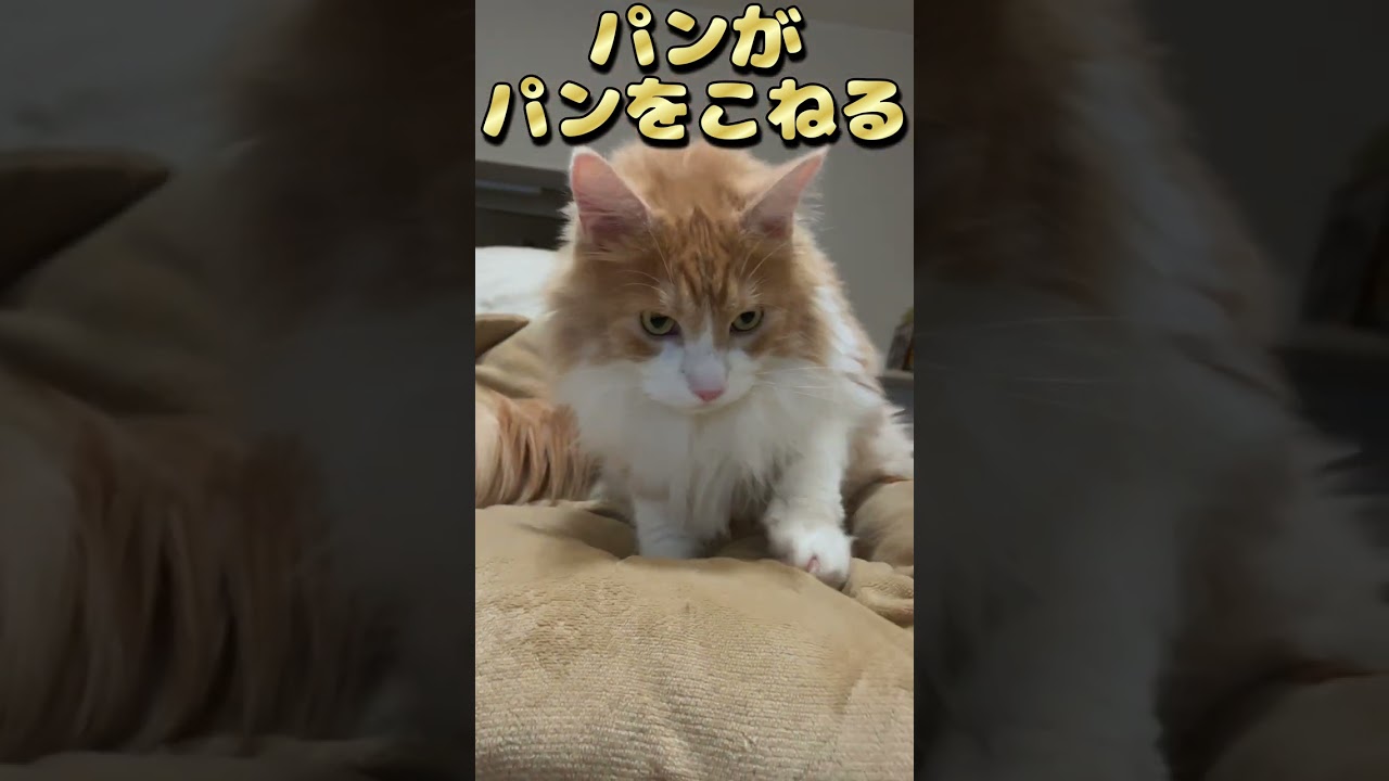 パンがパンをこねる #メインクーン #ねこ #猫 #cat #パン職人