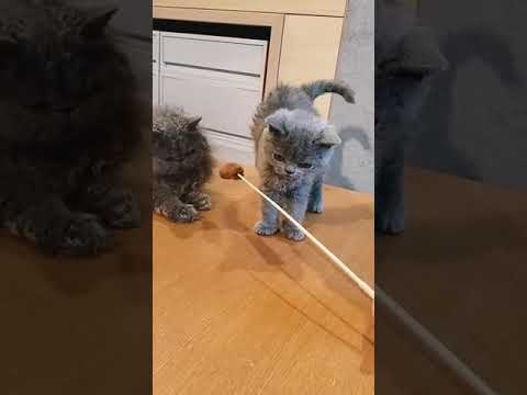 セルカークレックス 甘えん坊で、人が大好きなくるくるカールちゃん❤（毛色：ライラック）