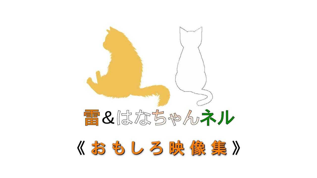 雷ちゃんはなちゃんのおもしろ映像集 【サイベリアン・日本猫】