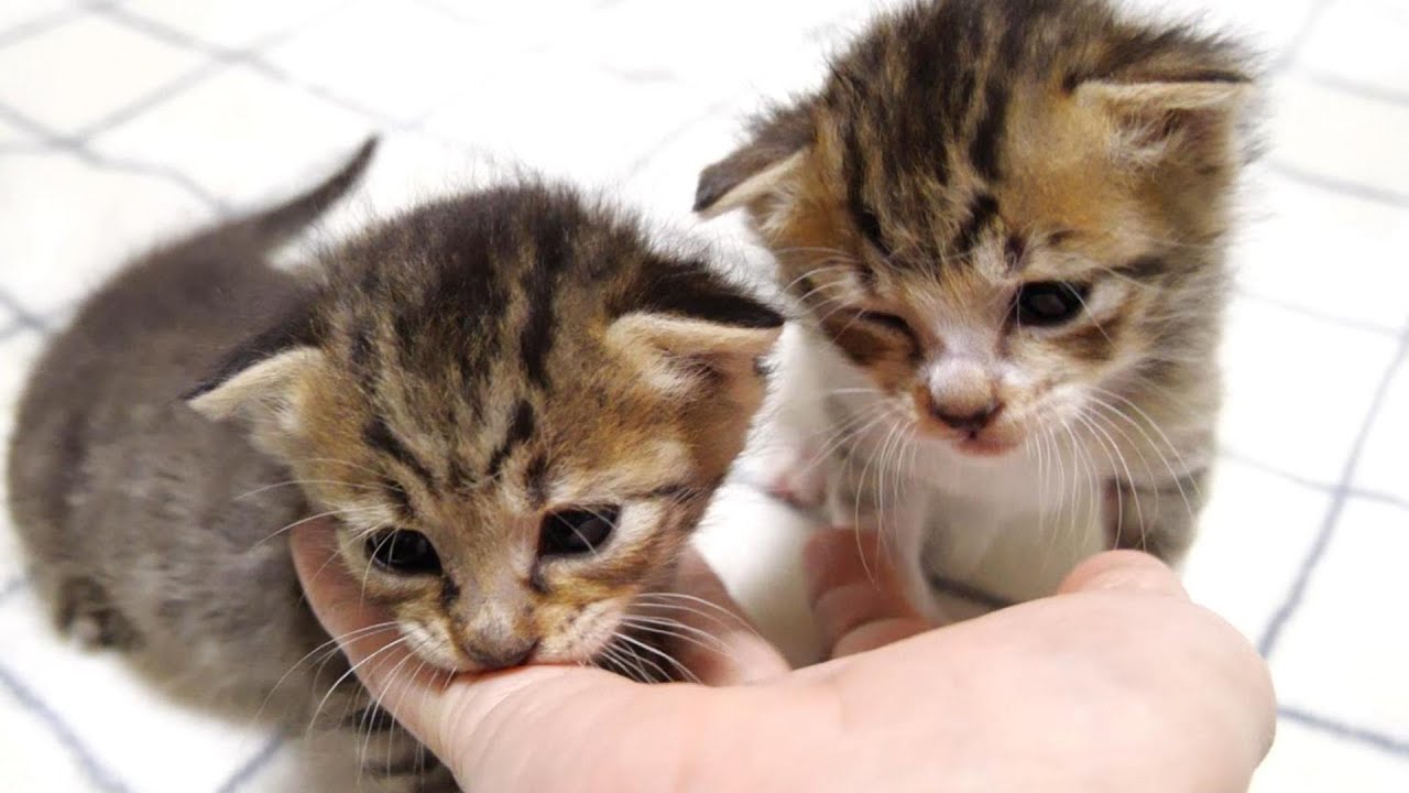 子猫達がヨチヨチやってきてお手々にがぶり【赤ちゃん猫　保護猫】