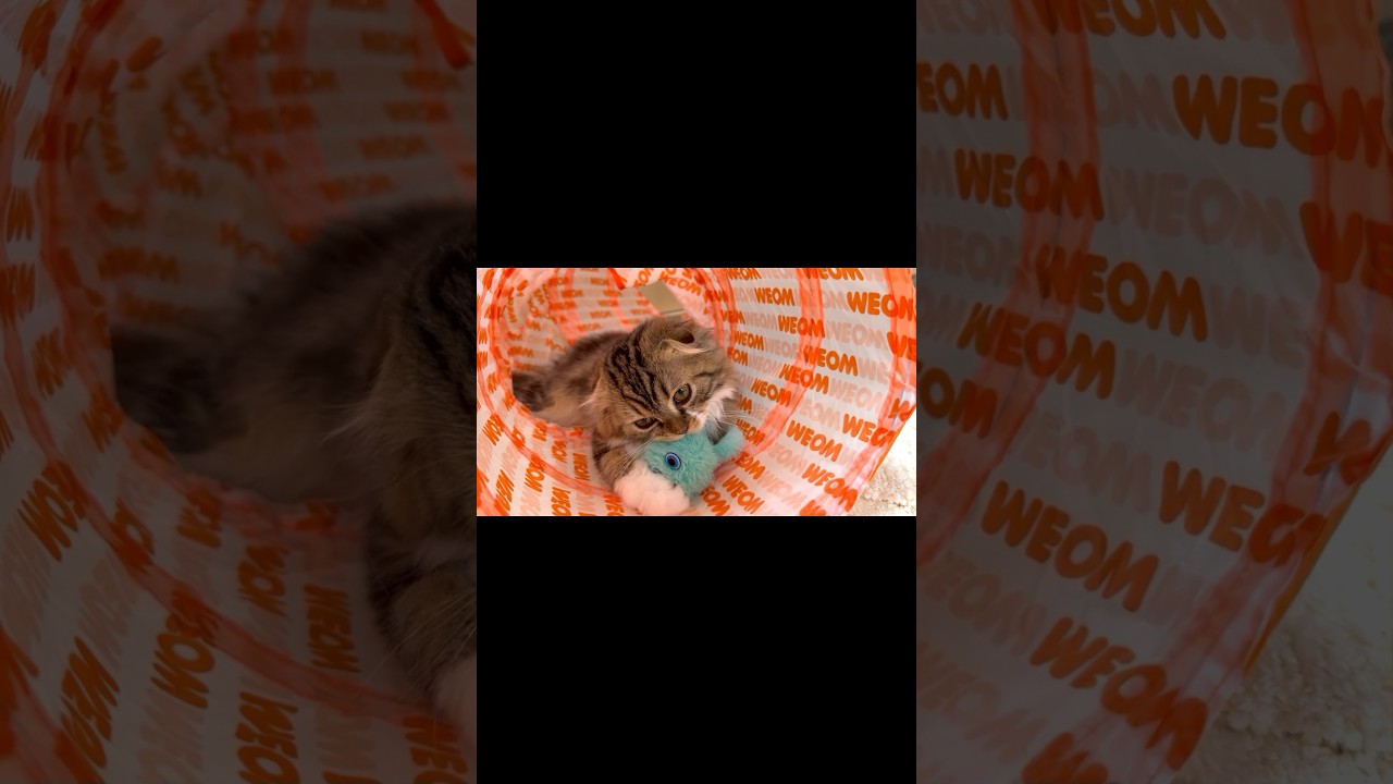 [Short] 😻Cute kitten bringing an alien into the cat tunnel. Elle video No.S140