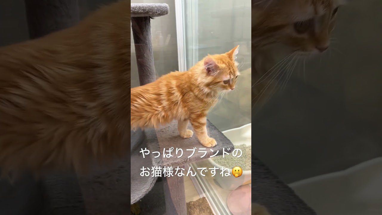 猫のテディーベア🐻ラガマフィン女子って30万くらいするんですね🫢💴