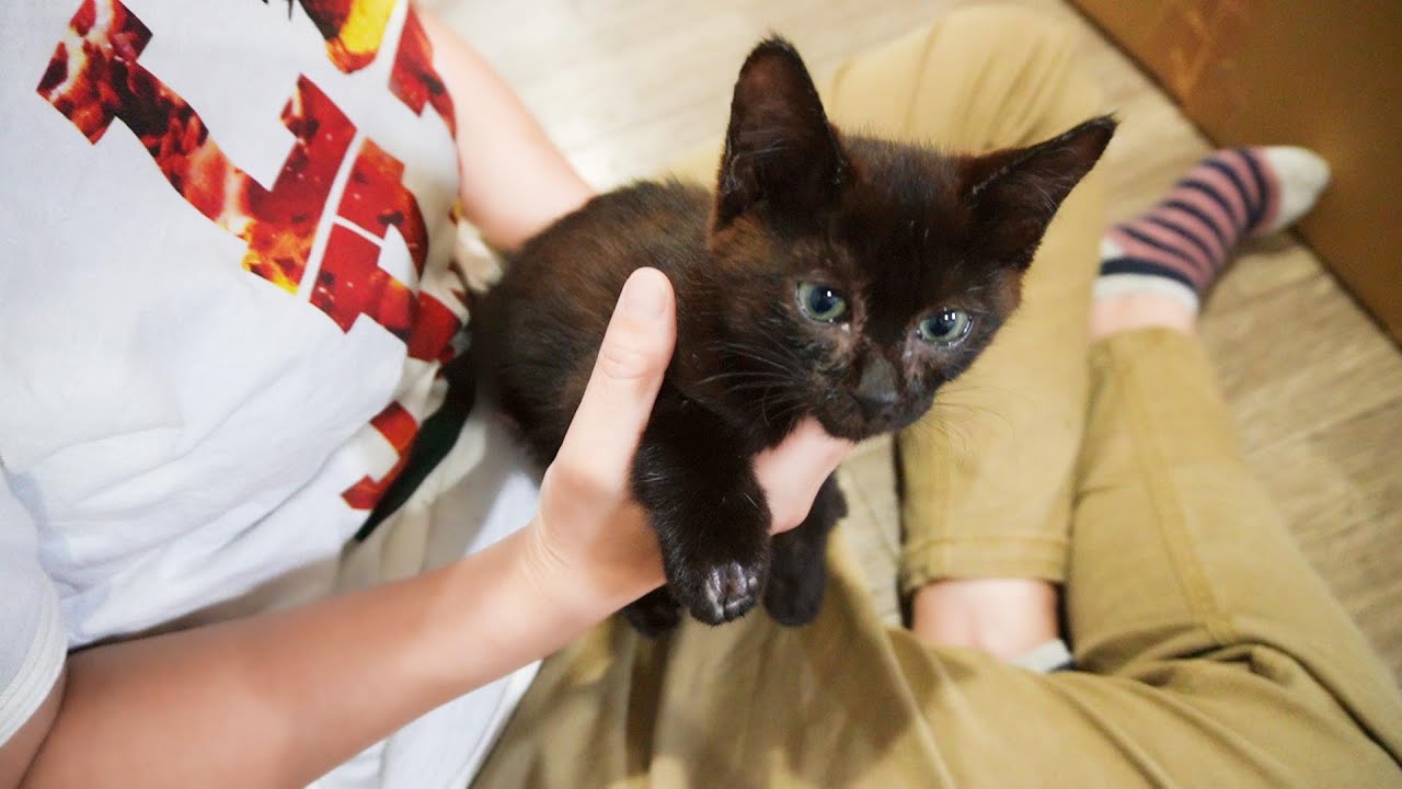 保護して7日目、相変わらず体力はないけれど人間にとても甘えるようになってきた子猫