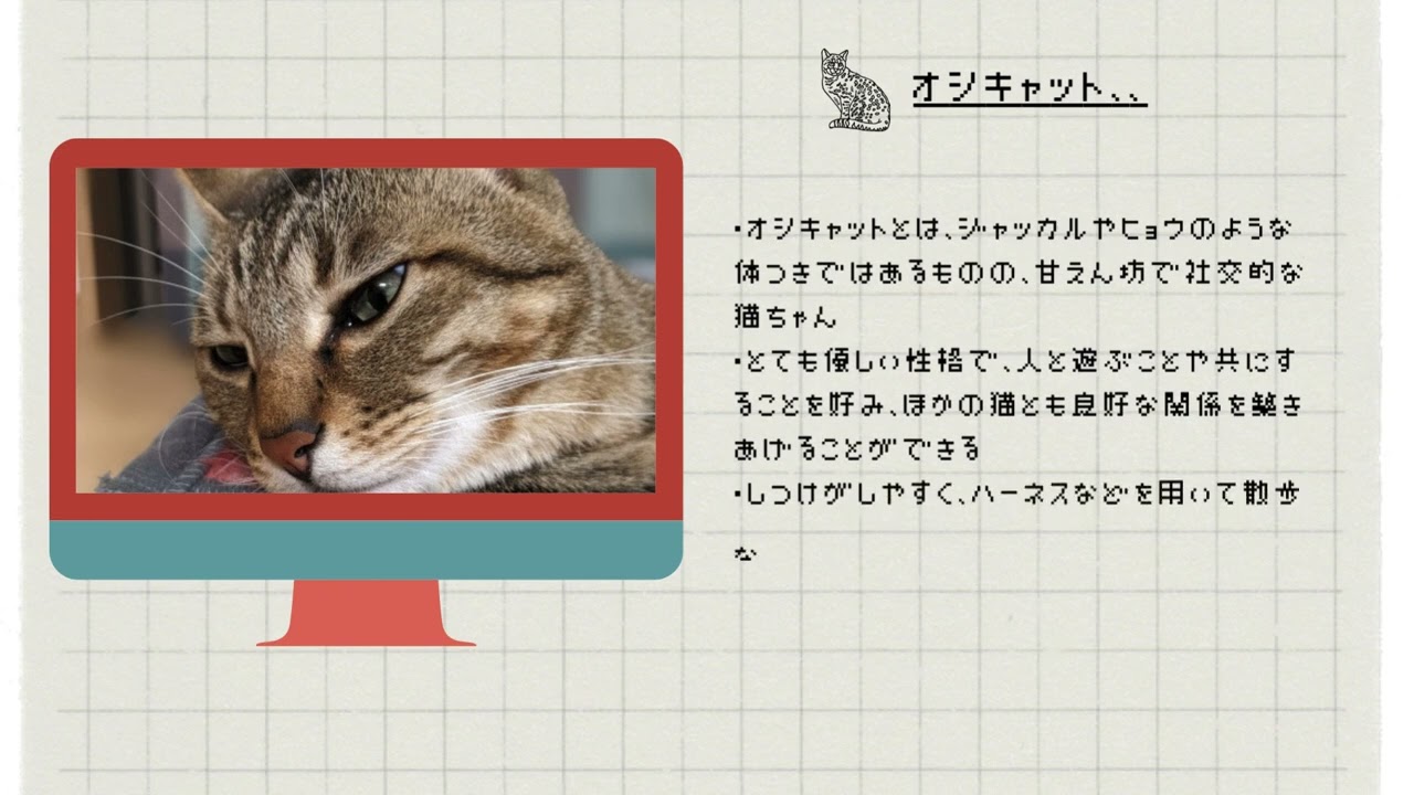 【オシキャット】ペットリフォームならセラフ榎本　犬猫のためのリフォーム　愛猫　ペット快適環境　東京都　埼玉県　神奈川県