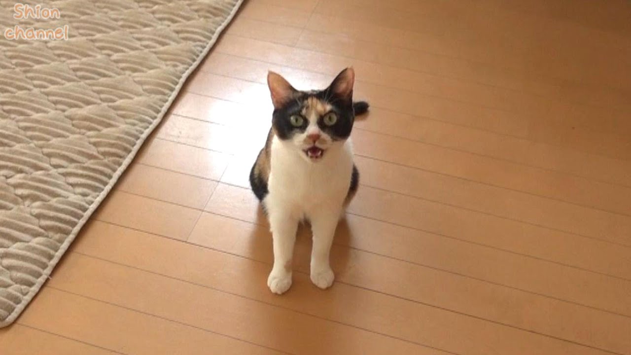 仕事中に猫に呼び出されたので行ってみると…