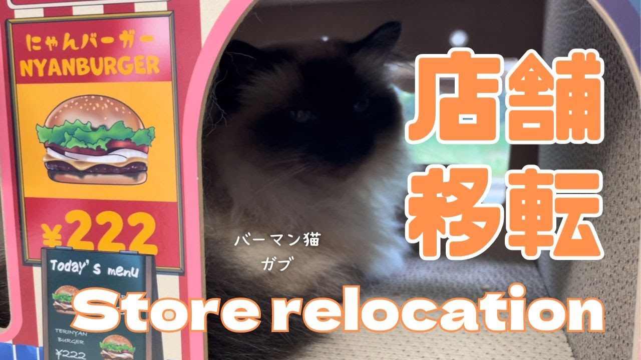 バーマン猫ウリとガブ【店舗移転】Store relocation（バーマン猫）Birman/Cat