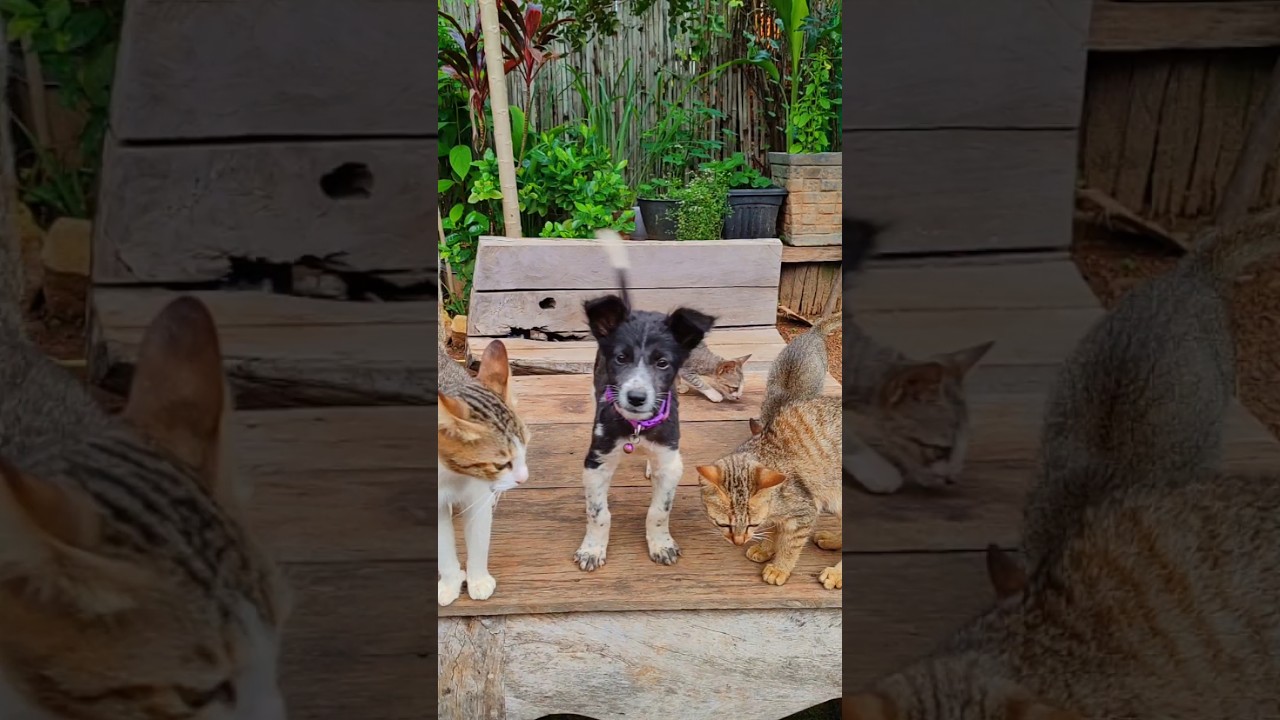 Cat family😻 #manxcat #catcute #shortsfeed #cat #kitten #youtubeshorts #viralshorts #video #funny